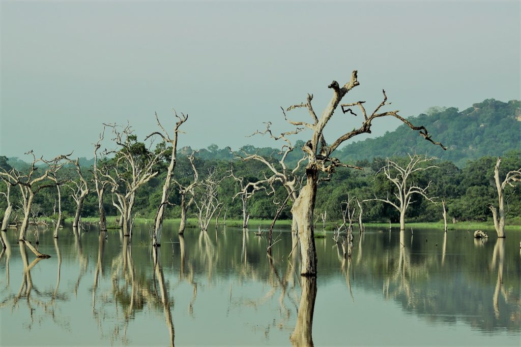 Lake - Tissamaharama
Image par Katherine Slade de Pixabay