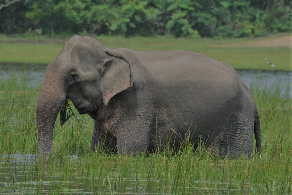 Elephant du Sri Lanka
Image par nharshanahw de Pixabay